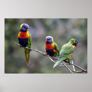 Póster Rainbow Lorikeets