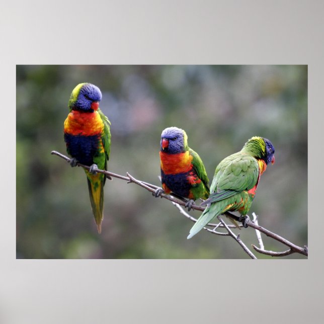 Póster Rainbow Lorikeets (Frente)