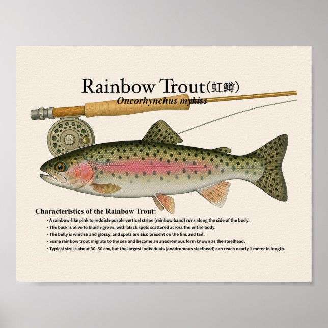 Póster Rainbow Trout – English Art Print (Frente)