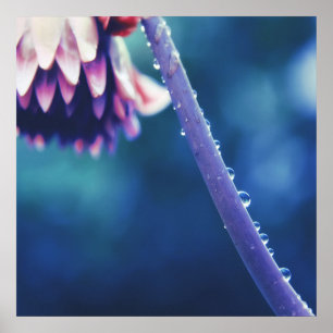 Póster Raindrops on Flower Stem Macro Abstract
