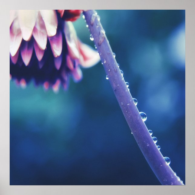 Póster Raindrops on Flower Stem  Macro Abstract (Frente)