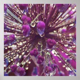 Póster Raindrops on Purple Allium Flower Macro Abstract
