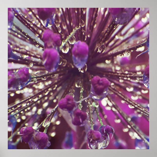 Póster Raindrops on Purple Allium Flower Macro Abstract (Frente)
