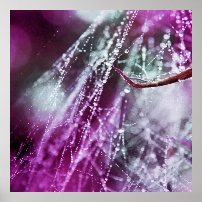 Póster Raindrops on Purple Cobweb Macro Abstract (Frente)