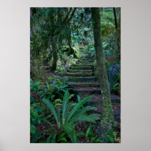 Póster Rainforest