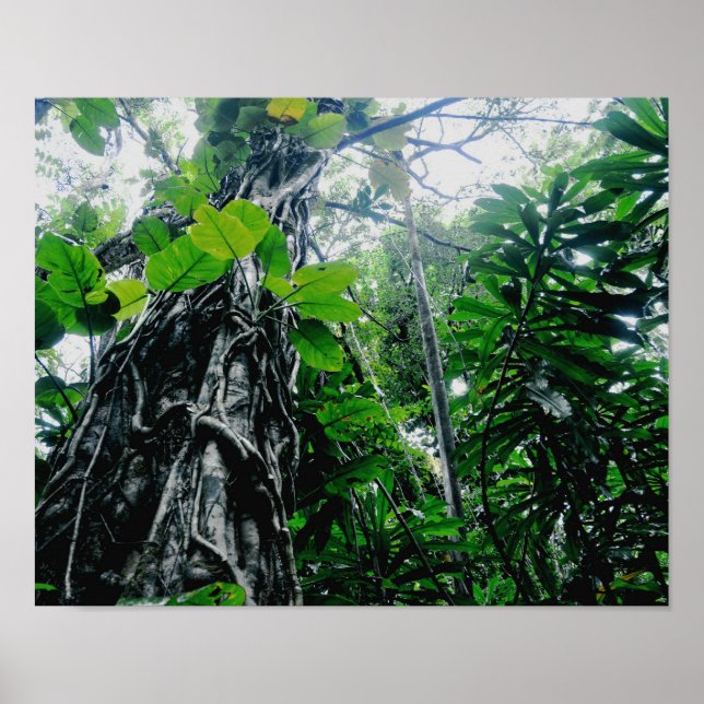 Póster Rainforest in Paradise Print (Frente)