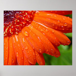 Póster Rainy Daisy