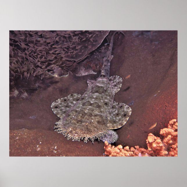 Póster Raja Ampat Wobbegong (Frente)