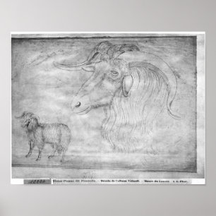 Póster Ram and head of a ram