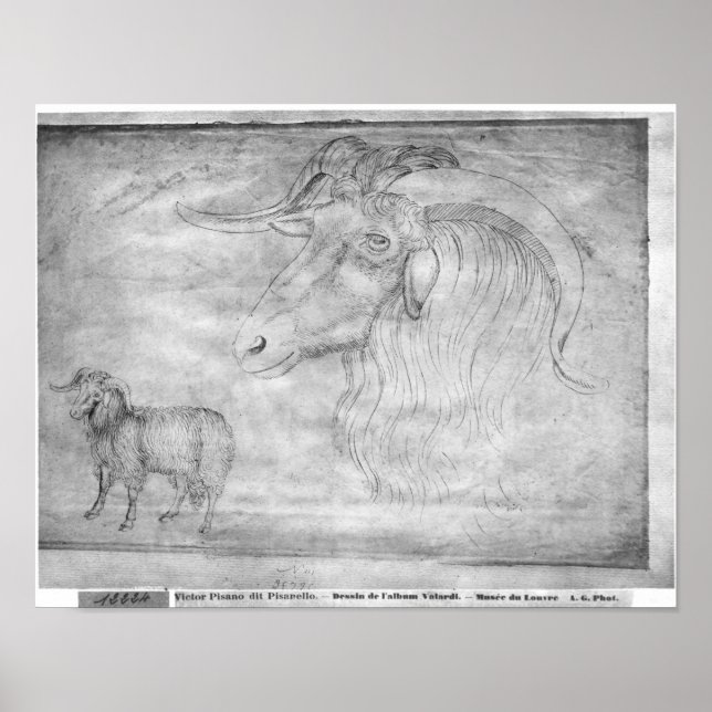 Póster Ram and head of a ram (Frente)