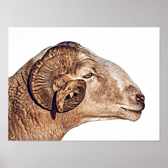 Póster Ram Sheep Face Farm Animales Naturales (Frente)