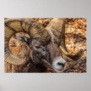 Póster Ram Sheep Mountain Nature Wall Poster