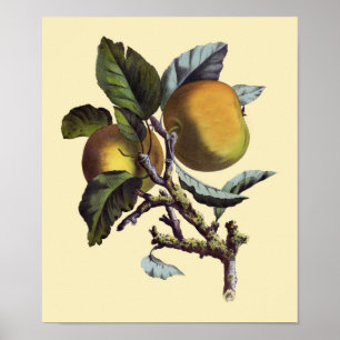 Póster Rama de Apple de época