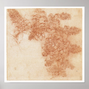 Póster Rama de Blackberry, Leonardo da Vinci