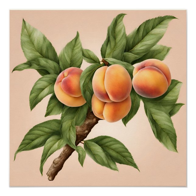 Póster Rama de cosecha con Ilustracion de fruta de cáscar (Anverso)