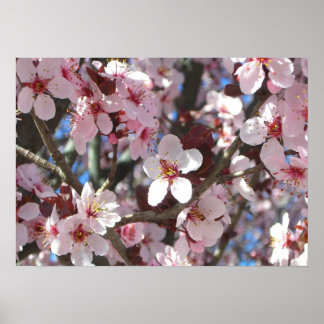 Póster Rama de flores primaverales de flores rosadas