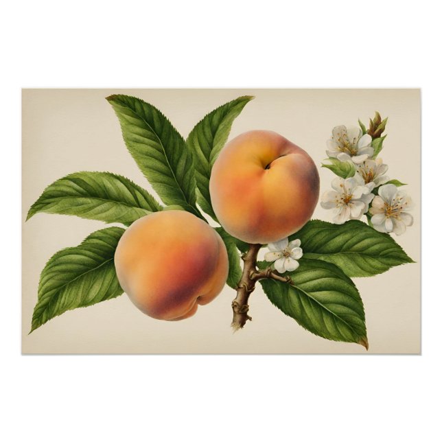 Póster Rama de fruta de cuchara con flores (Anverso)