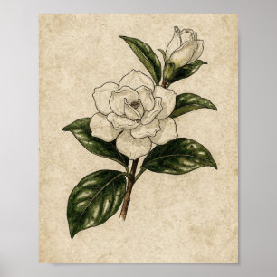 Póster Rama de gardenia blanca Estudio botánico en tinta
