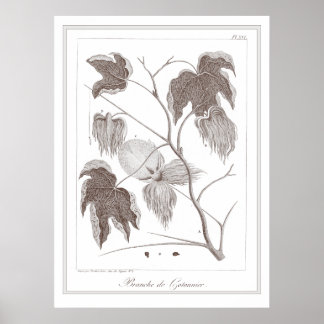 Póster Rama de la planta de algodón - Branche de Cotonnie