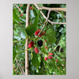 Póster Rama de Mullberry