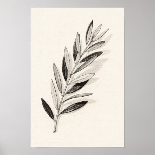 Póster Rama de olivo única monocroma naturaleza