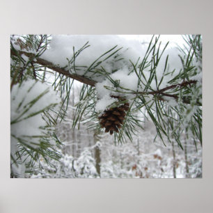 Póster Rama de pino nevada Fotografía de la naturaleza in