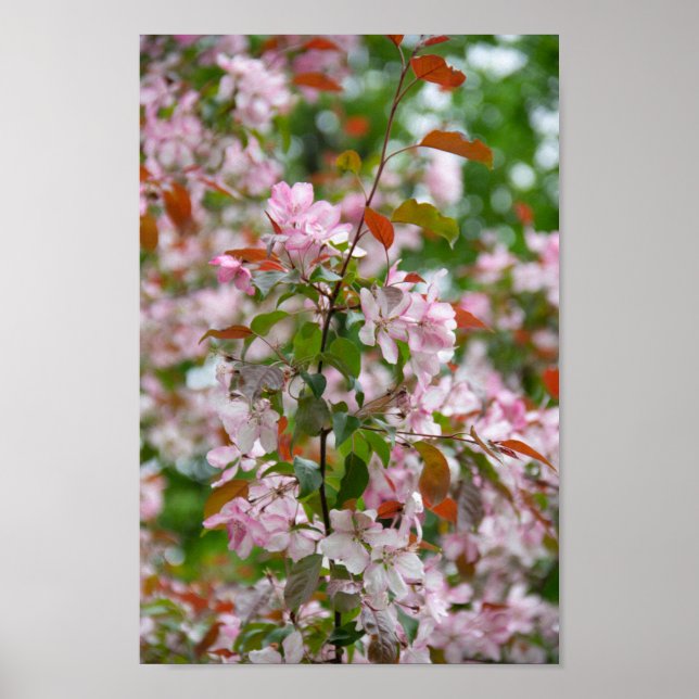 Póster Rama delicada con flores de manzano (Frente)