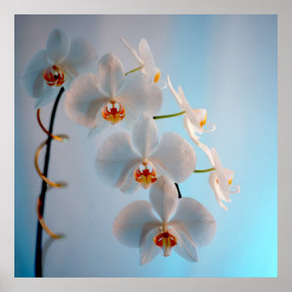 Póster Rama Orquídea