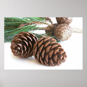 Póster Rama y conos de pino