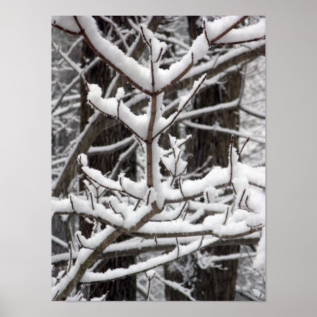 Póster Ramas cubiertas de nieve (Frente)