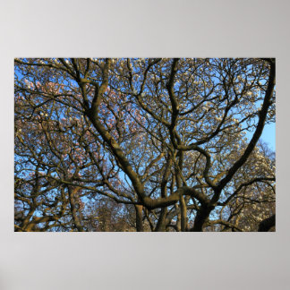 Póster Ramas de árbol de magnolia