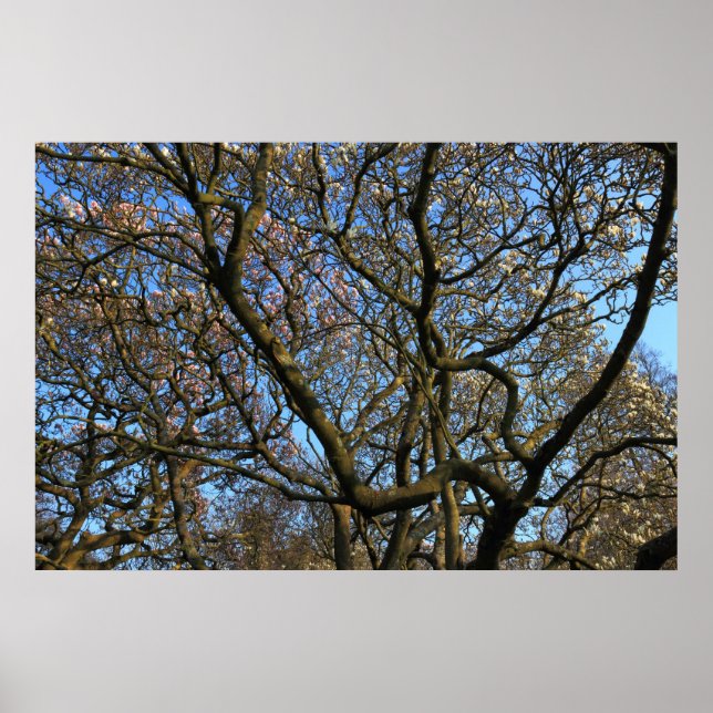 Póster Ramas de árbol de magnolia (Frente)