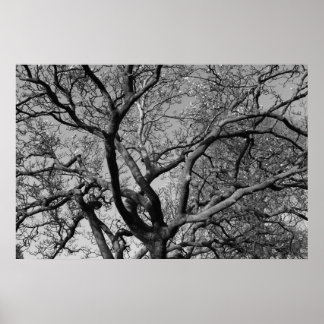Póster Ramas de árbol de magnolia