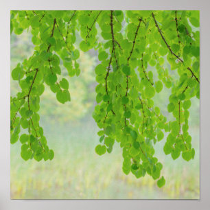 Póster Ramas de árbol Katsura en primavera   Seabeck, WA