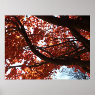 Póster Ramas de Arce Rojo Colores de Otoño