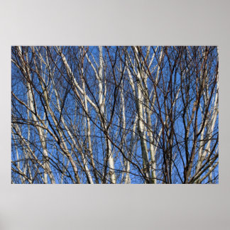 Póster Ramas de birch plateadas
