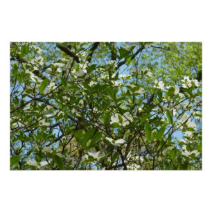 Póster Ramas de Dogwood florecen árboles de primavera