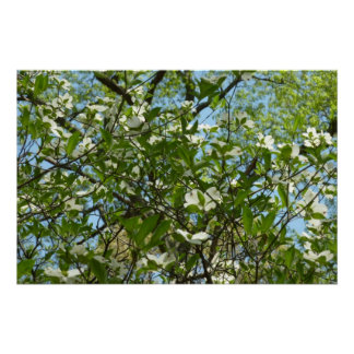 Póster Ramas de Dogwood florecen árboles de primavera
