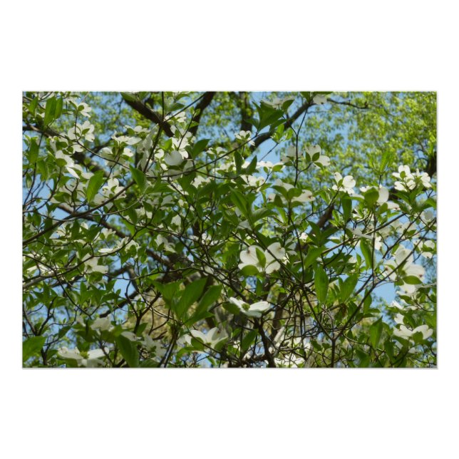 Póster Ramas de Dogwood florecen árboles de primavera (Anverso)