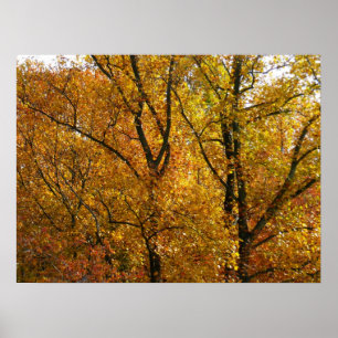 Póster Ramas de Hojas Amarillas Brillantes Otoño Colorido