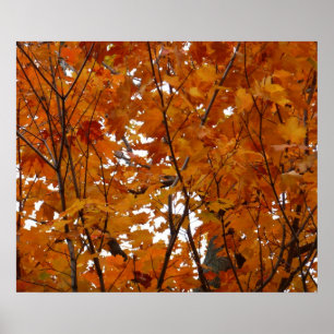 Póster Ramas de hojas de arce I Otoño naranja