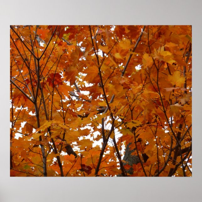 Póster Ramas de hojas de arce I Otoño naranja (Frente)