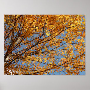 Póster Ramas de Hojas de Arce II Otoño Naranja
