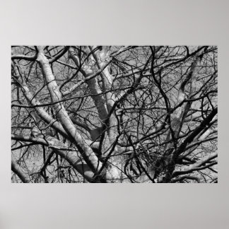 Póster Ramas de invierno iluminadas con luz solar (B&W)