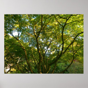 Póster Ramas de Japón VI