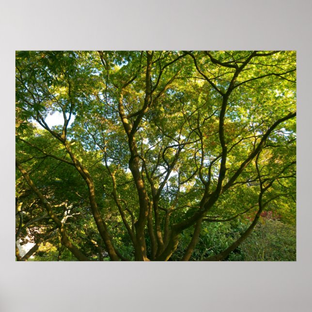 Póster Ramas de Japón VI (Frente)