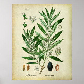 Póster Ramas de oliva no. 2 Ilustracion botánico