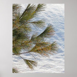 Póster Ramas De Pino Y Nieve En Ottawa. ¡Hazte con una en