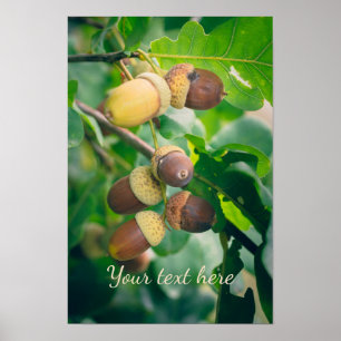 Póster Ramas de roble con bellotas