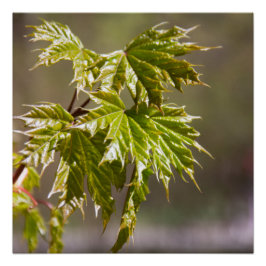 Póster Ramia de arce verde liso con hojas pequeñas
